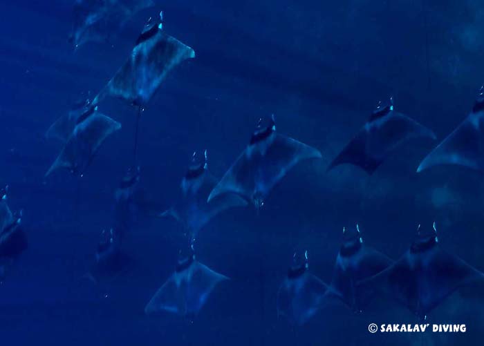 Snorkeling avec raies mobula à Nosy Be